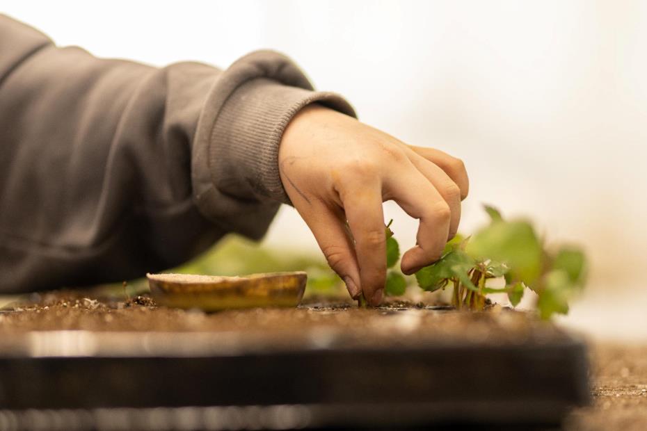 In de kas bij Weber Stekcultures