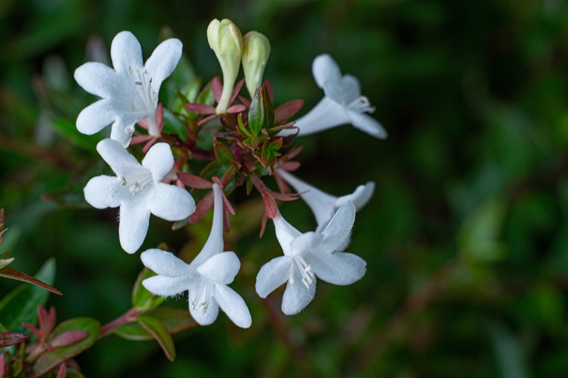 Abelia cuttings from our own nursery