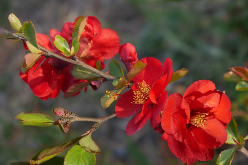 Rosa stekken uit eigen kwekerij