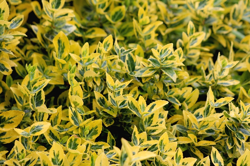 Euonymus-Stecklinge aus unserer eigenen Baumschule