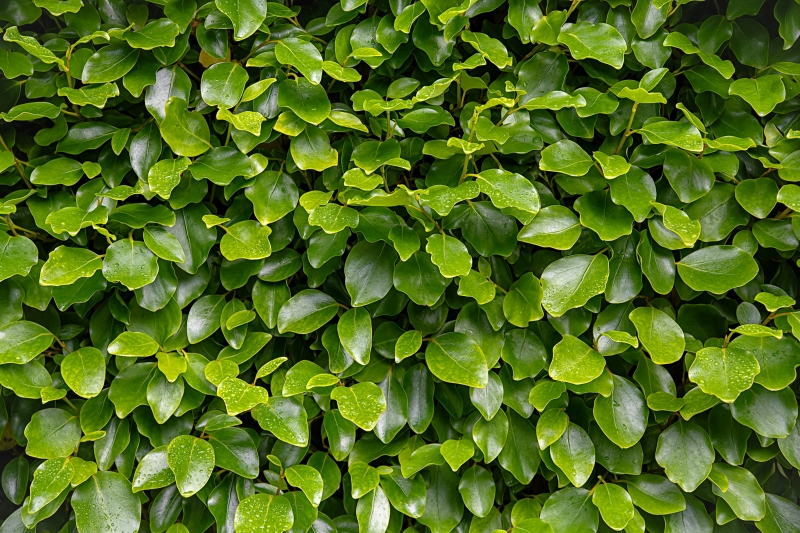 Griselinia cuttings from our own nursery