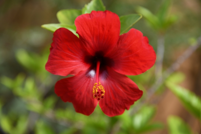 Hibiscus cuttings nursery