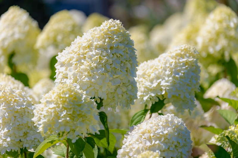 Hydrangea stekken uit eigen kwekerij