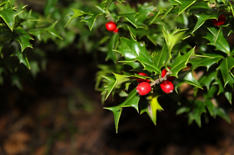 Ilex stekken uit eigen kwekerij