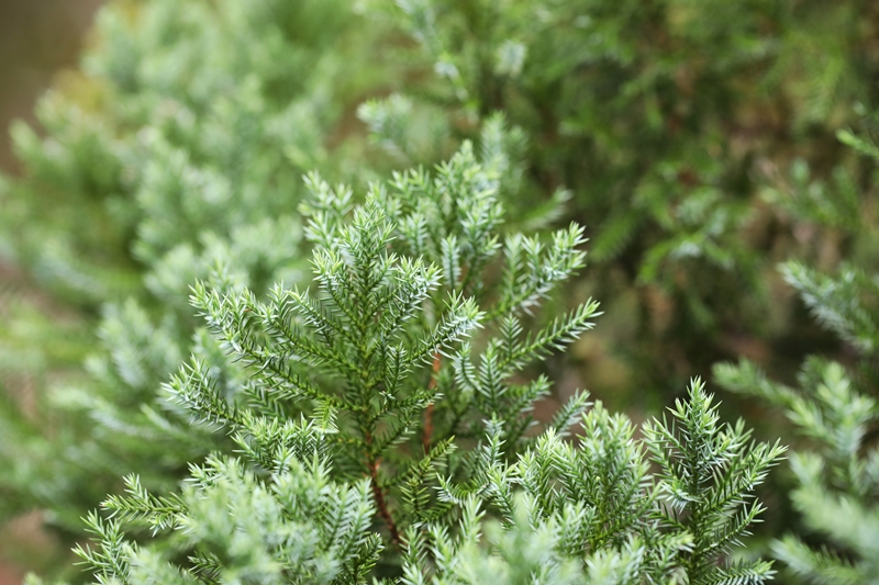 Juniperus cuttings nursery