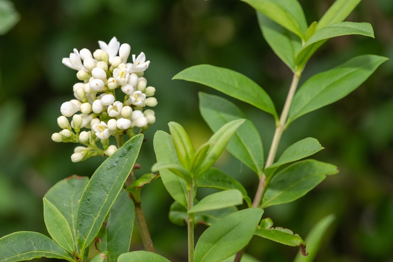 Ligustrum stekken kwekerij