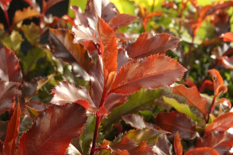 Photinia cuttings from our own nursery