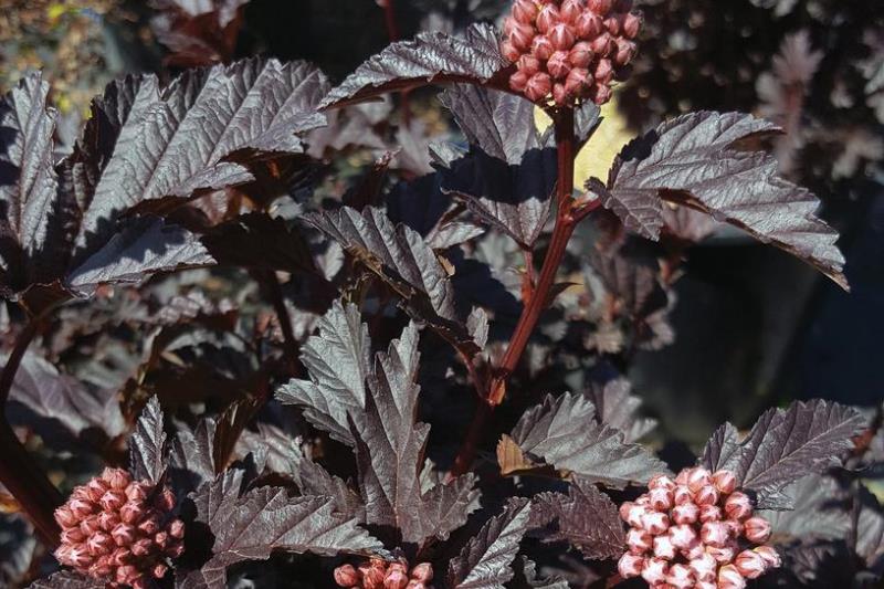 Physocarpus cuttings nursery