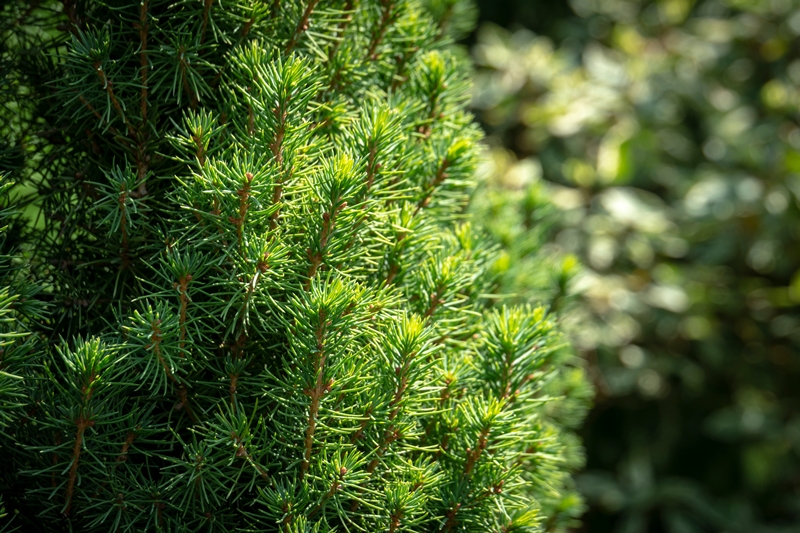 Picea stekken kwekerij