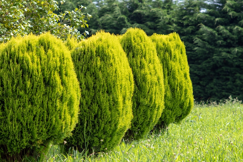 Platycladus-Stecklinge aus unserer eigenen Baumschule