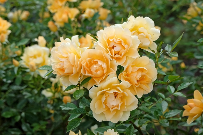 Rosa cuttings from our own nursery