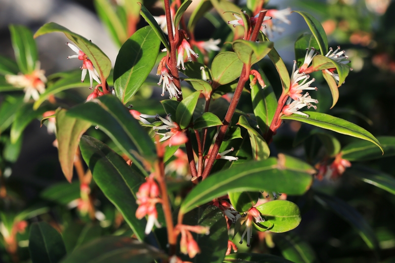 Sarcococca cuttings from our own nursery