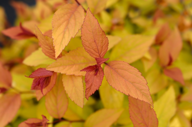 Spiraea stekken kwekerij