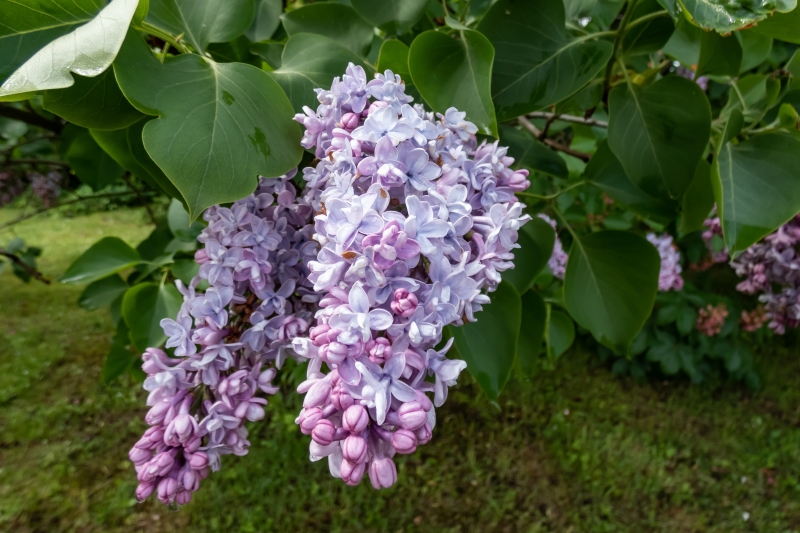 Syringa cuttings from our own nursery