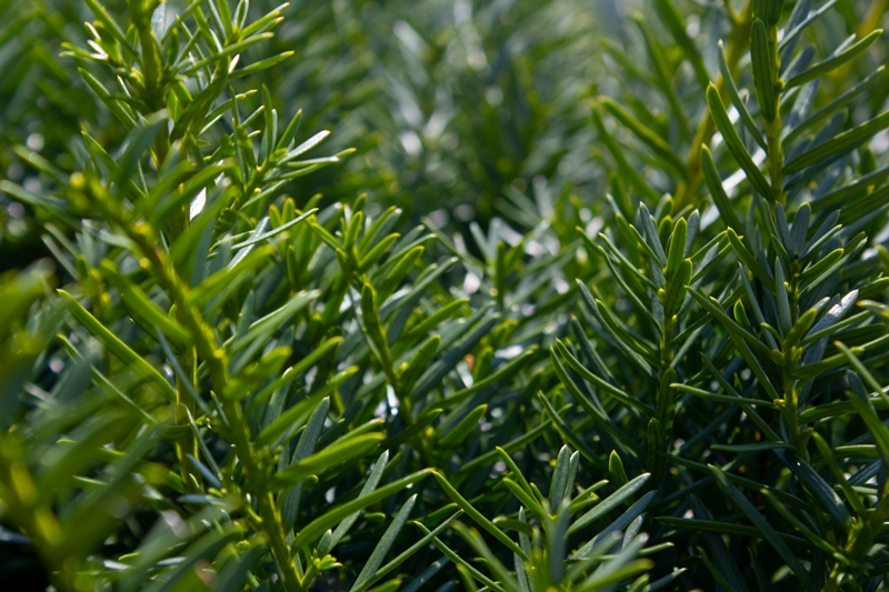 Taxus cuttings from our own nursery