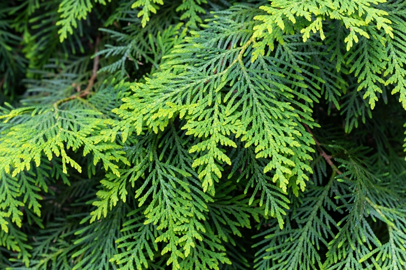 Thuja stekken kwekerij