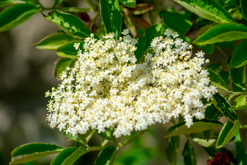 Viburnum cuttings nursery