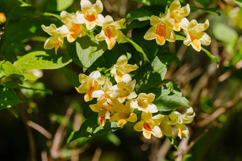 Weigela stekken kwekerij