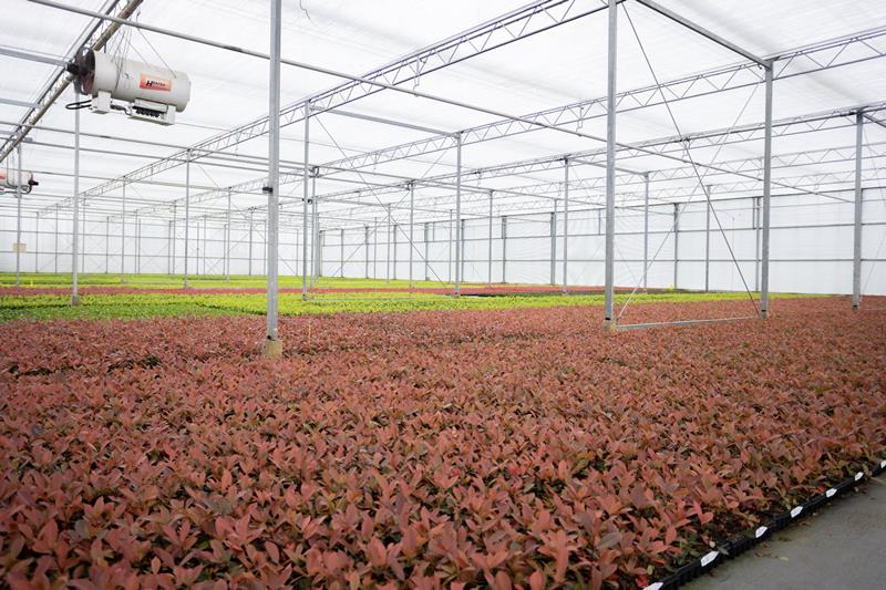 inside the greenhouse